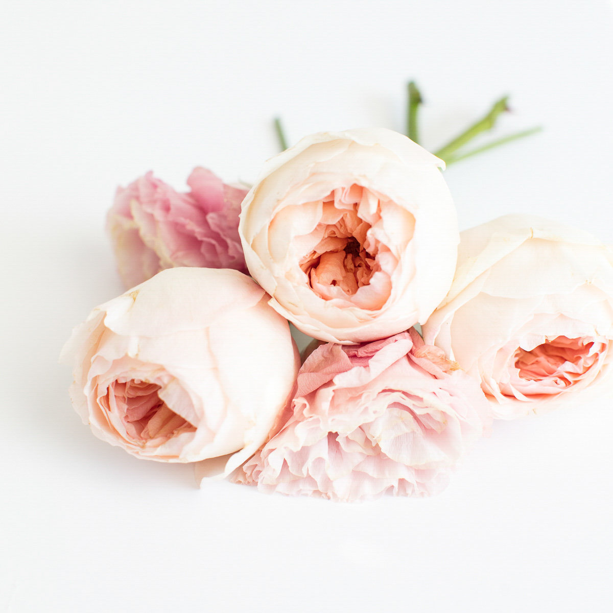 Social-Squares_Styled-Stock-Photos-for-Social-Media_0130-3