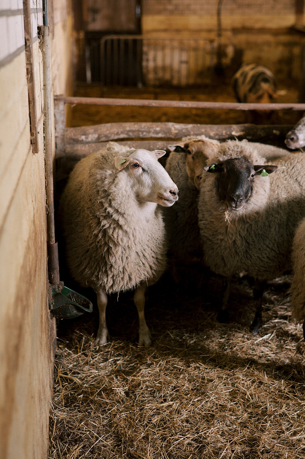 FotostudioFlora_Sengersbroek-18