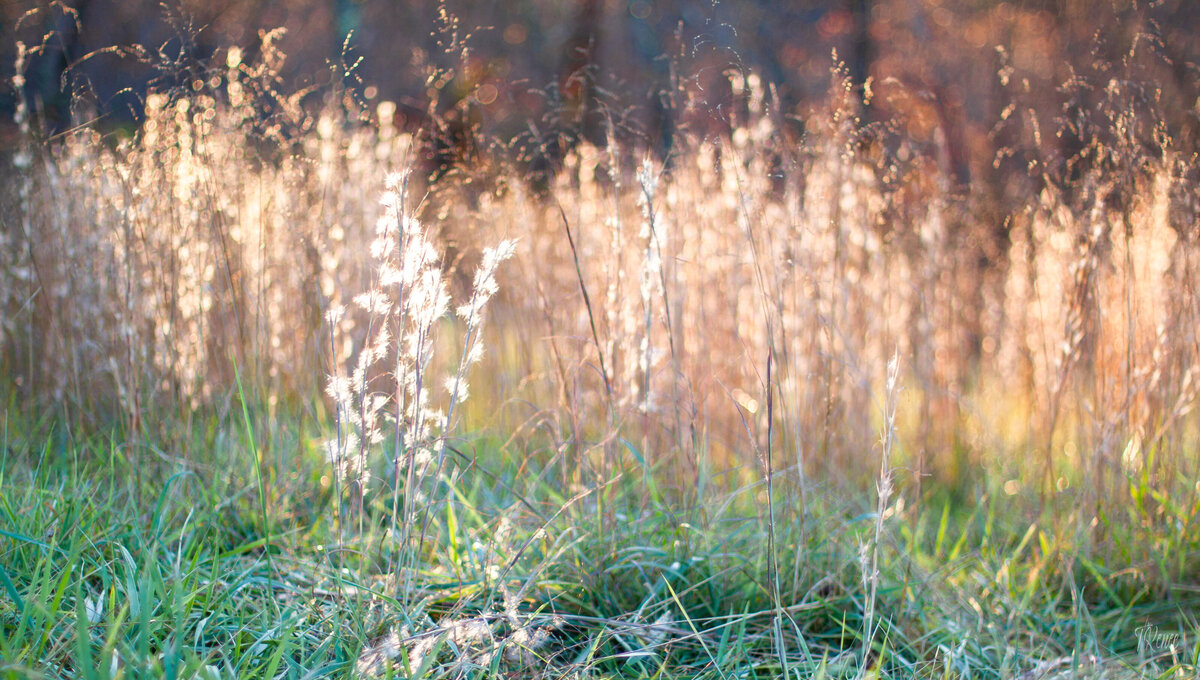2020GrassFineArtBckLght_NovBckyrdFun-2444