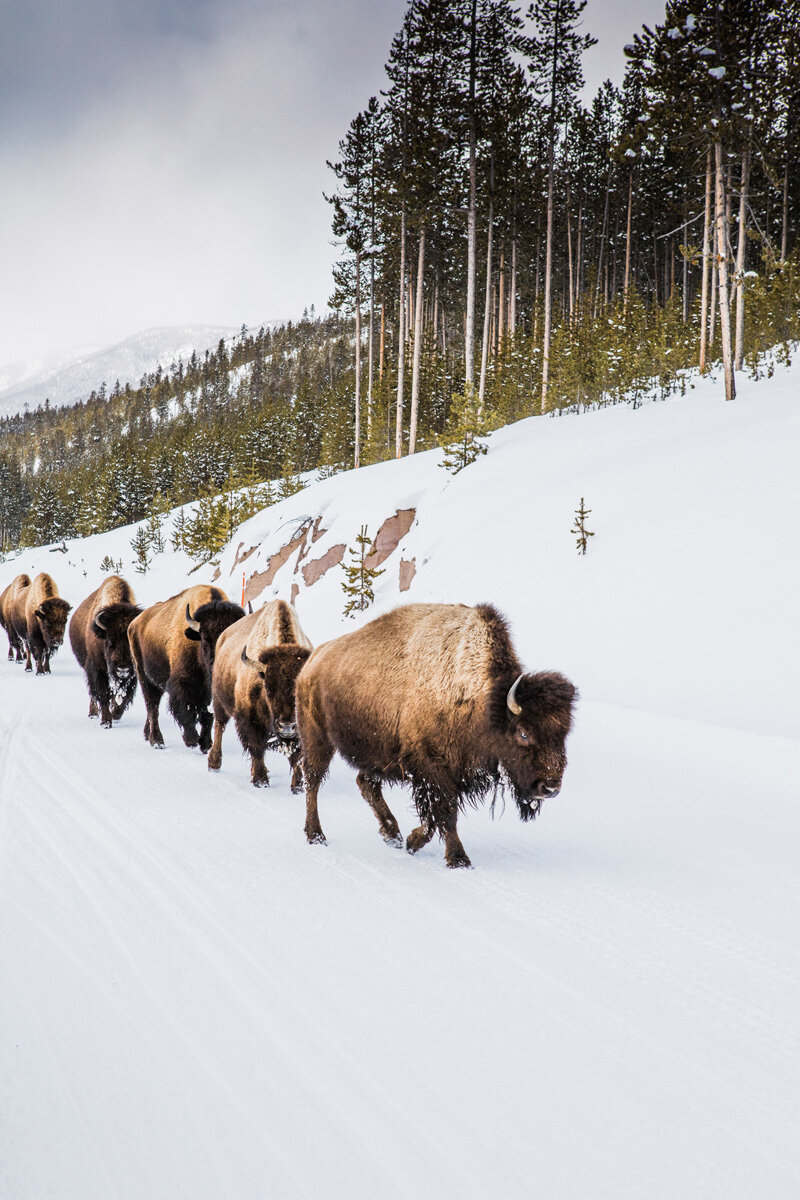 Travel Photography - Yellowstone bison