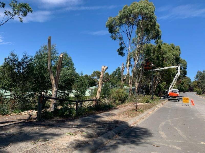 Evergreen Tree Services SA-Tree Removal-012