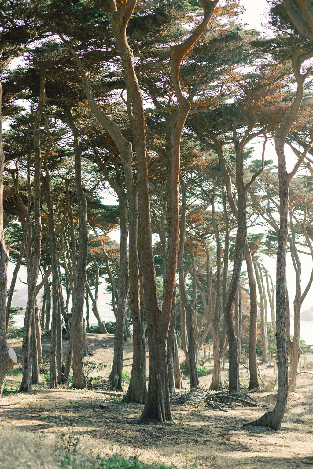 San Francisco elopement pre-wedding session Lands End Sutro Baths