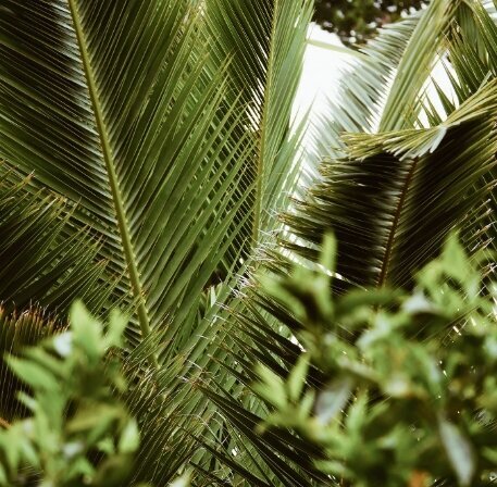 jungle-background-for-attachment-styles-website