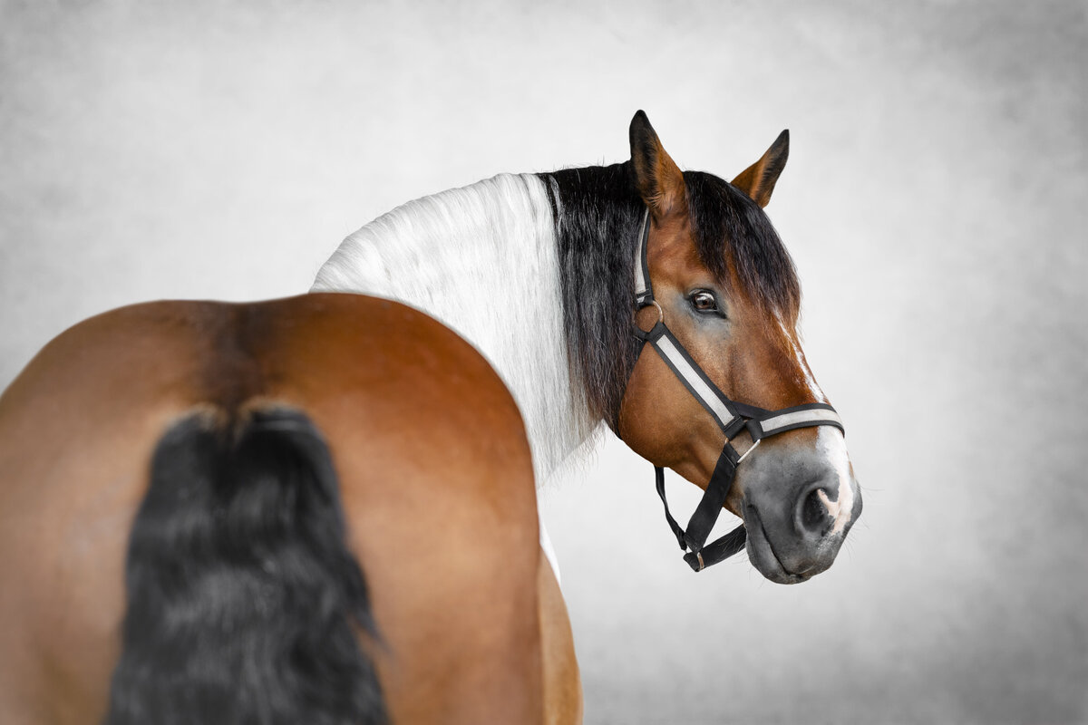 Portrait of spotted draft horse taken in western Florida by professional equine photographer.
