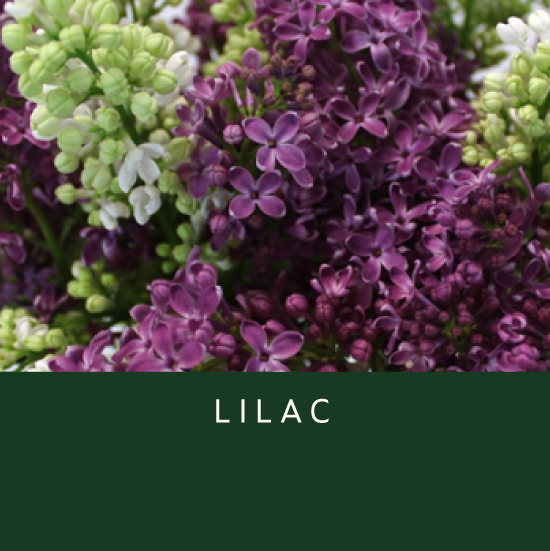 Lilac