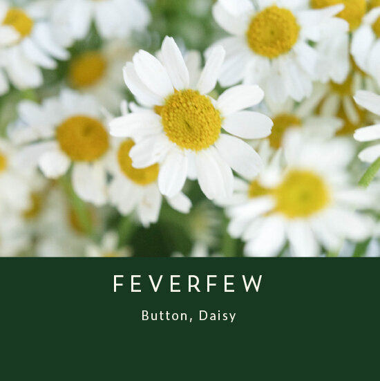 Feverfew