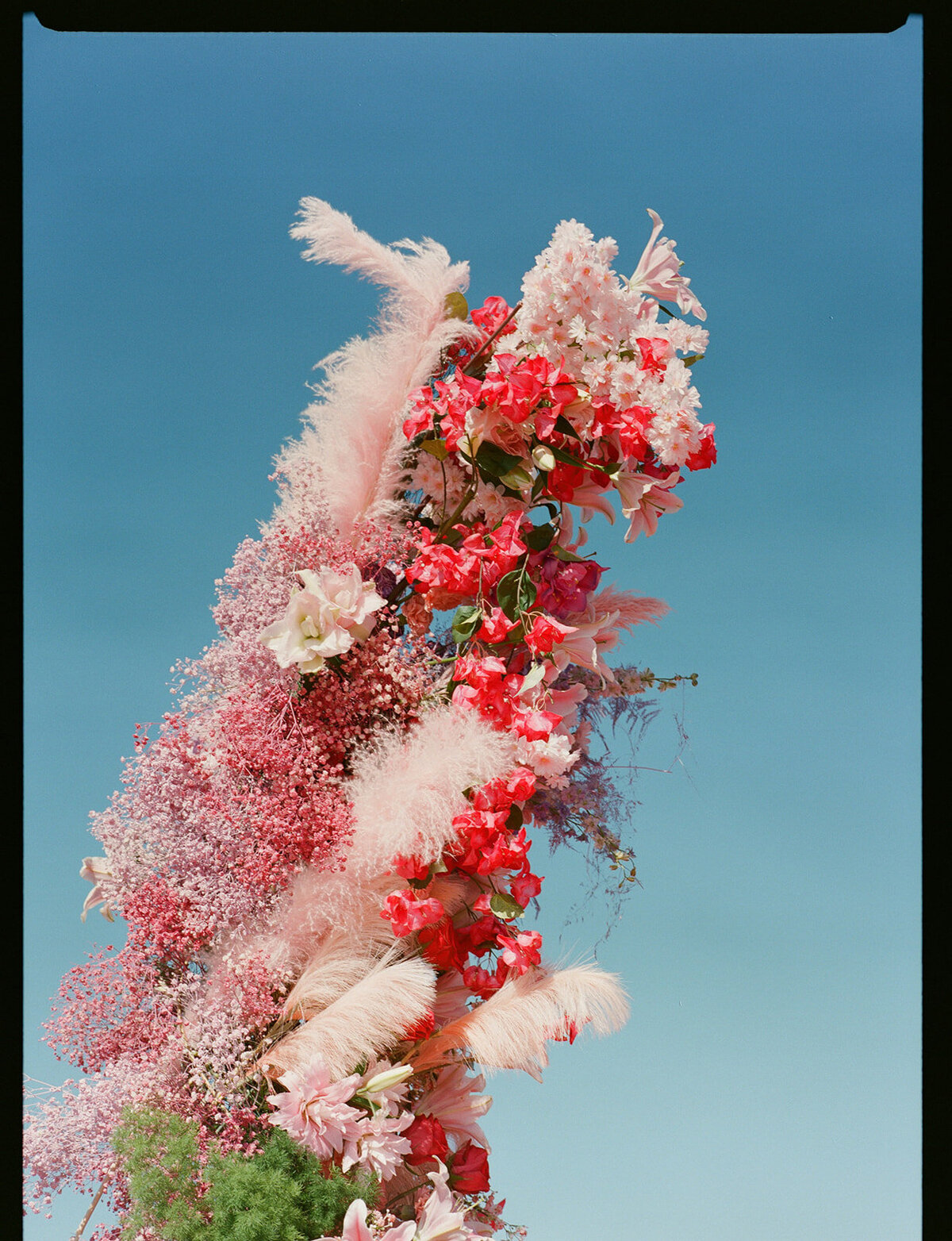 Cierra_Roman_Dos_Pueblos_Orchid_Farm_Santa_Barbara_Sophie_Berard_Photography_film-240