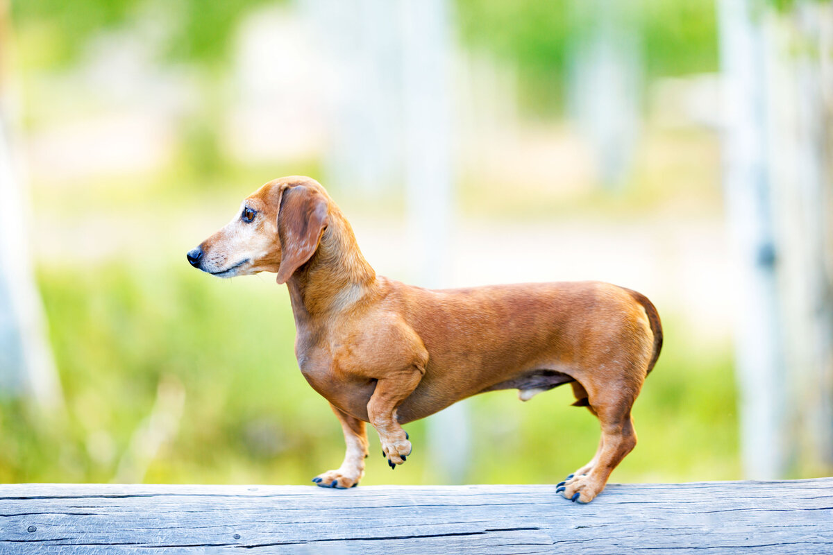 Pet Photographer Grand Junction -  352