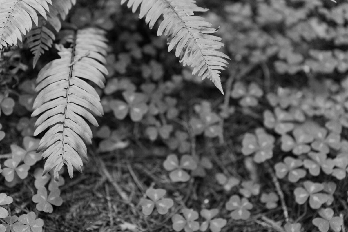 Redwoods-Elopement-49