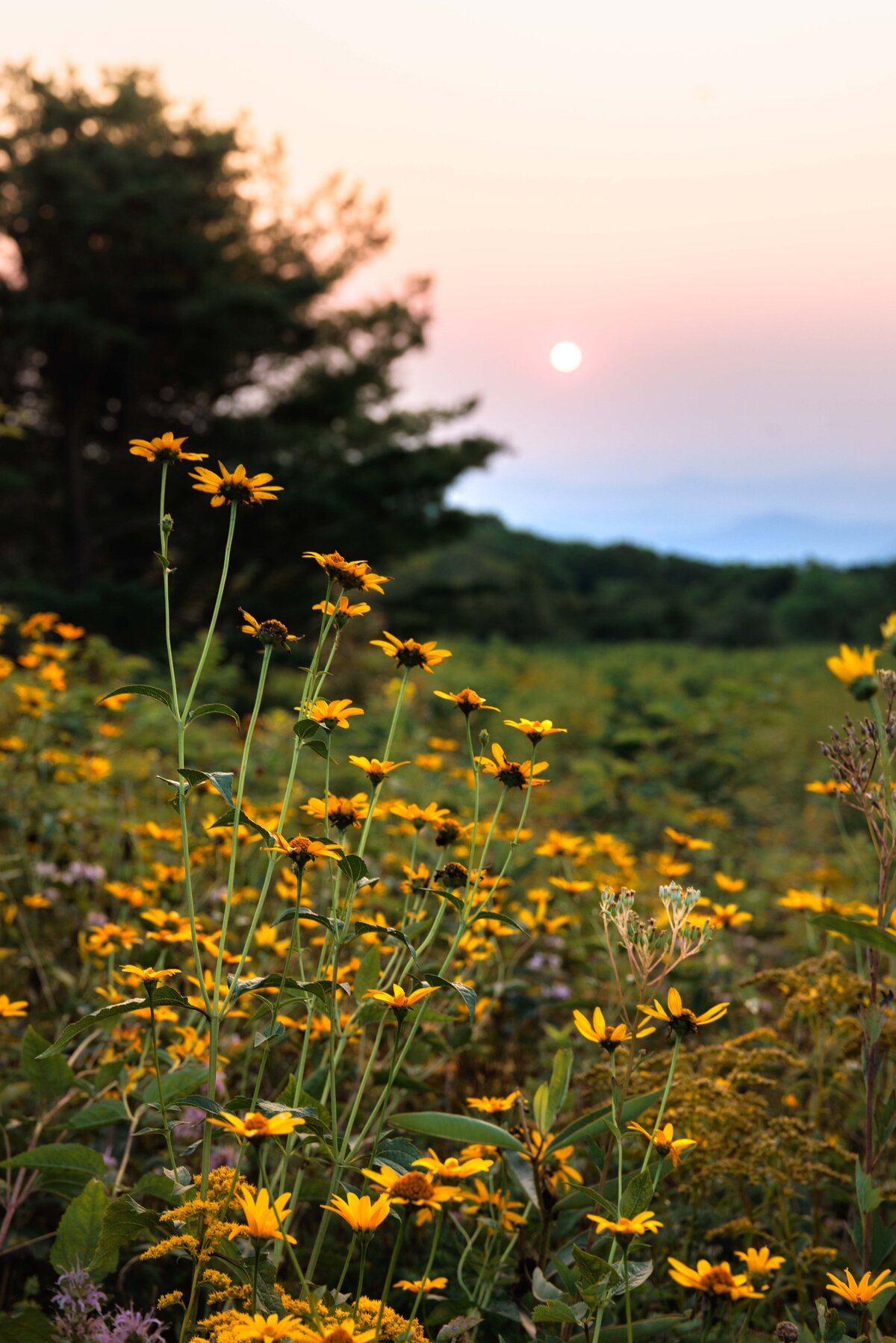 2x3_Lowres_WildflowerSunrise-7012