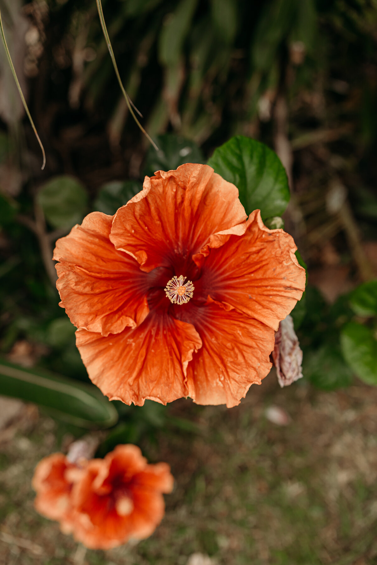kapila-gardens-summer-wedding-11