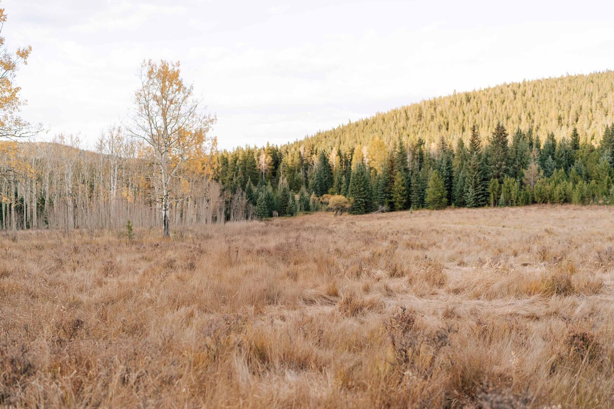 Grassy meadow with Aspen and Evergreen trees.