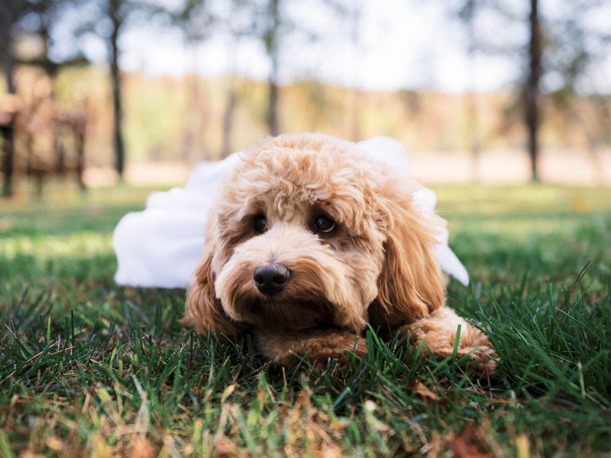 Chatwal Lodge Wedding-26