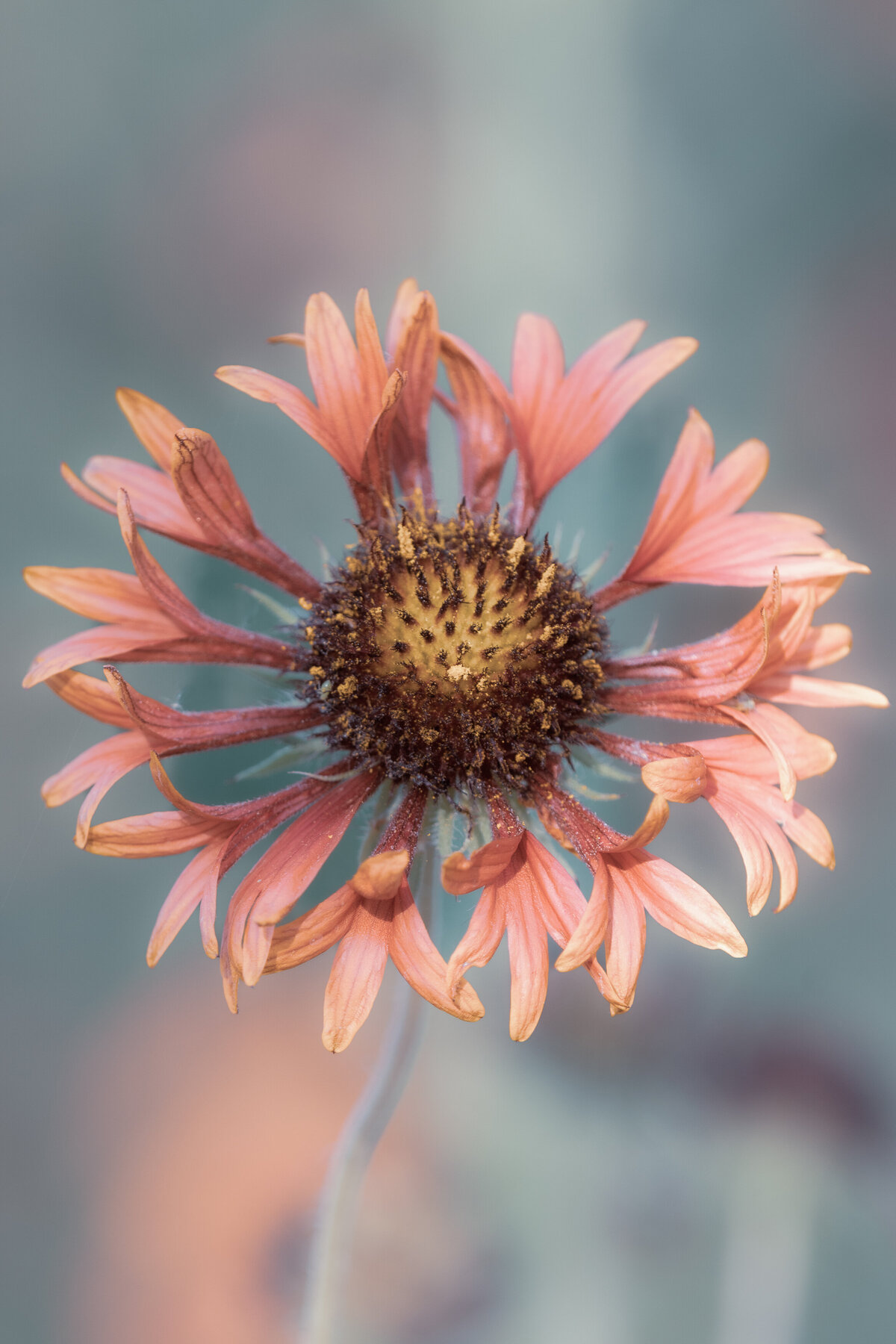 indian_blanket_2556_C1