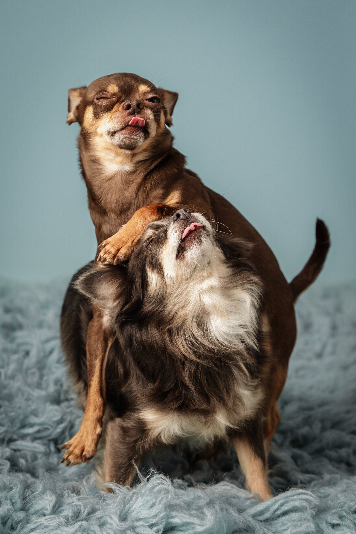 grey-bruce-owen-sound-photographer-pets-1