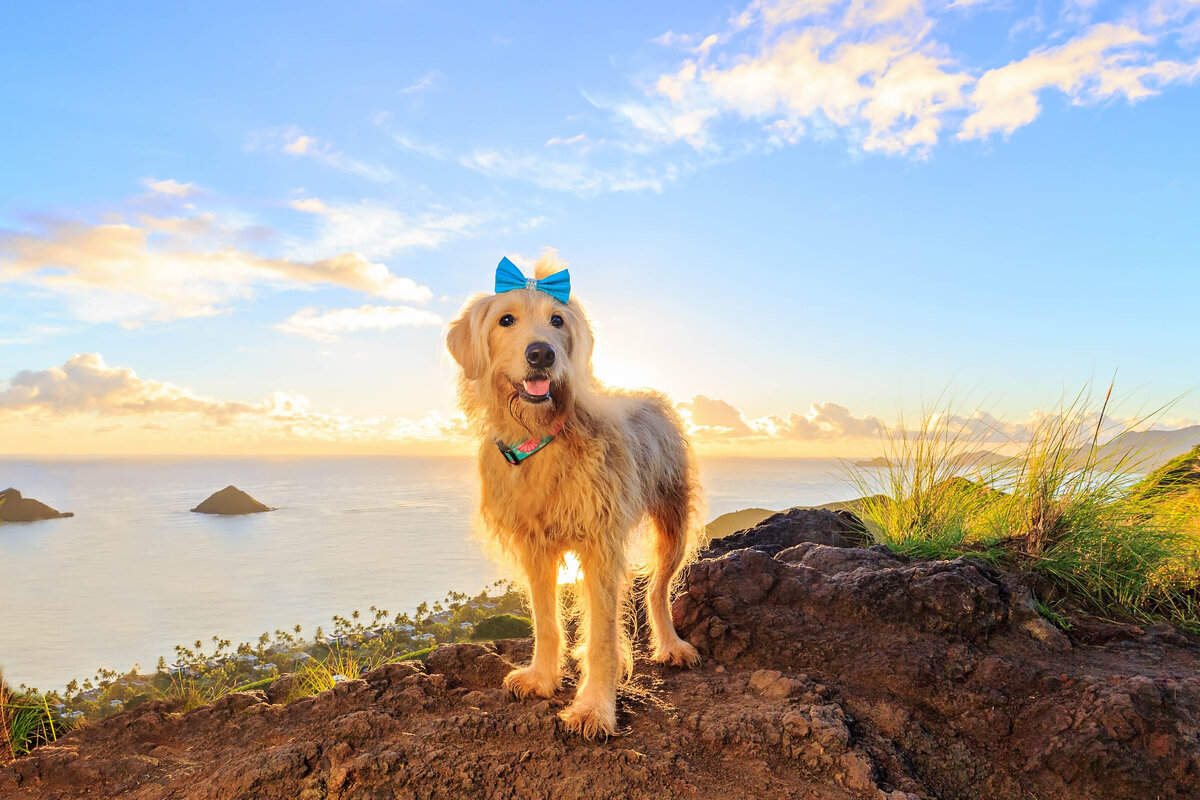 Keri-Nakahashi-Photography-Hawaii-Dog-Photographer-19