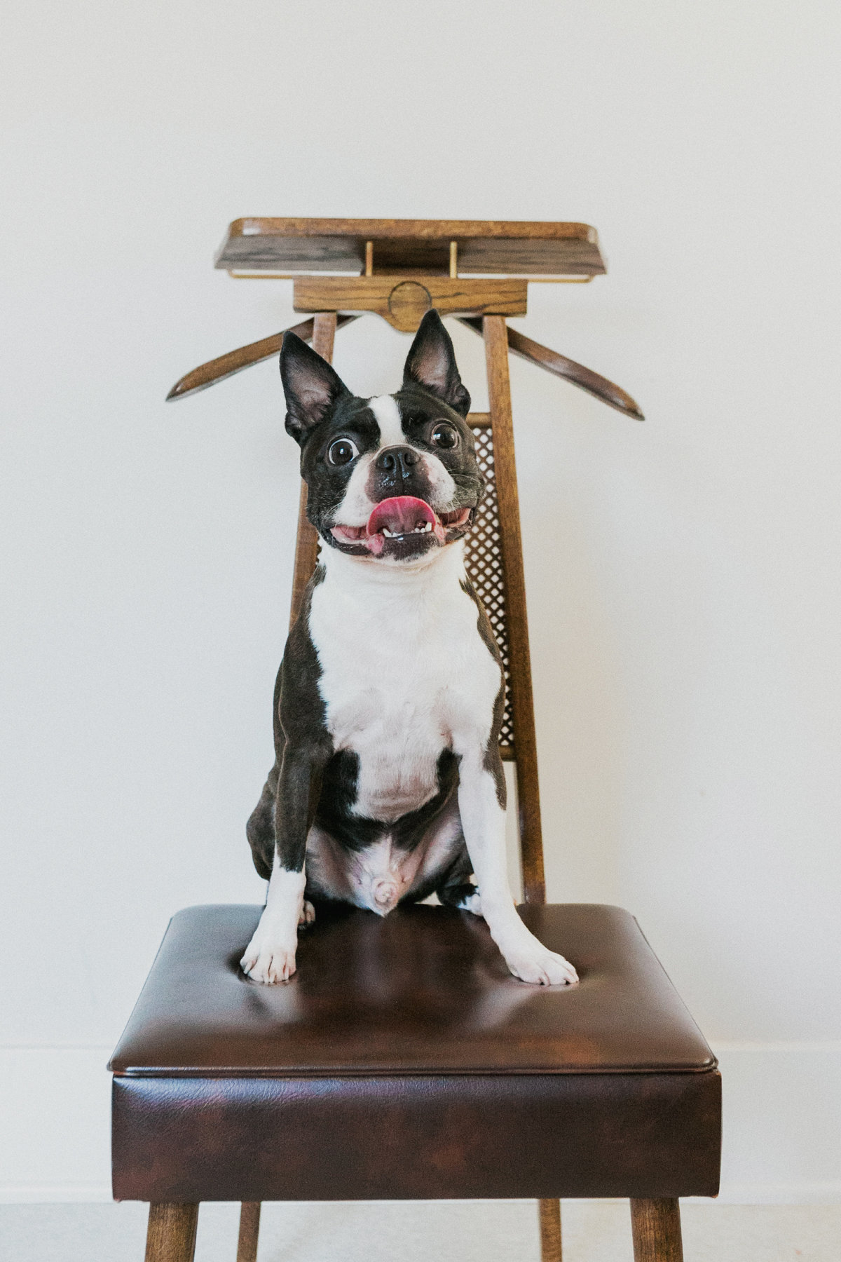 top sacramento dog portrait