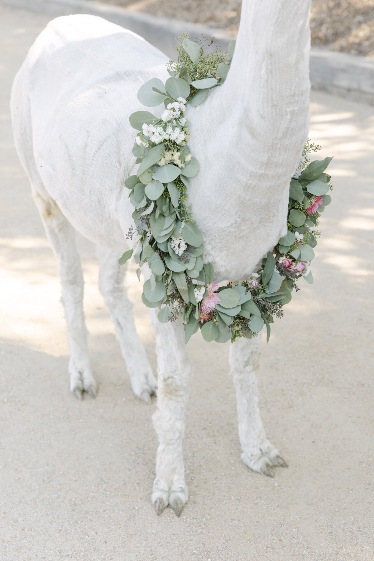 PERRUCCIPHOTO_CARMEL_VALLEY_RANCH_WEDDING_140