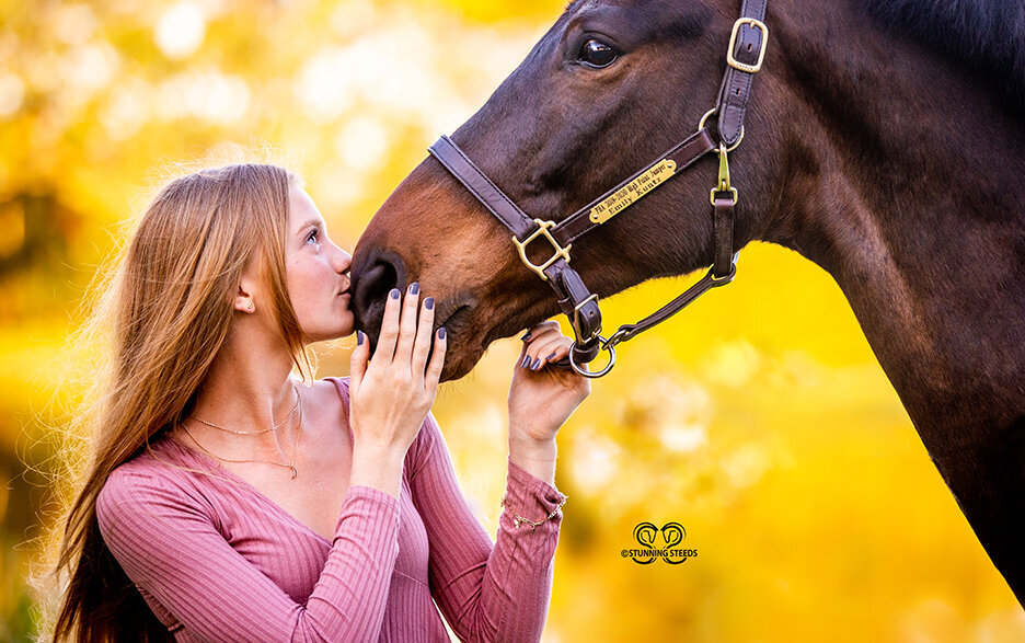 hanoverian holsteiner horse photography
