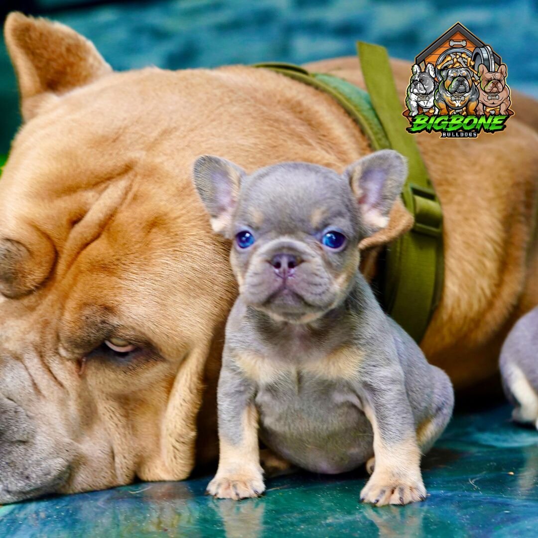 lilac tan frenchie pup