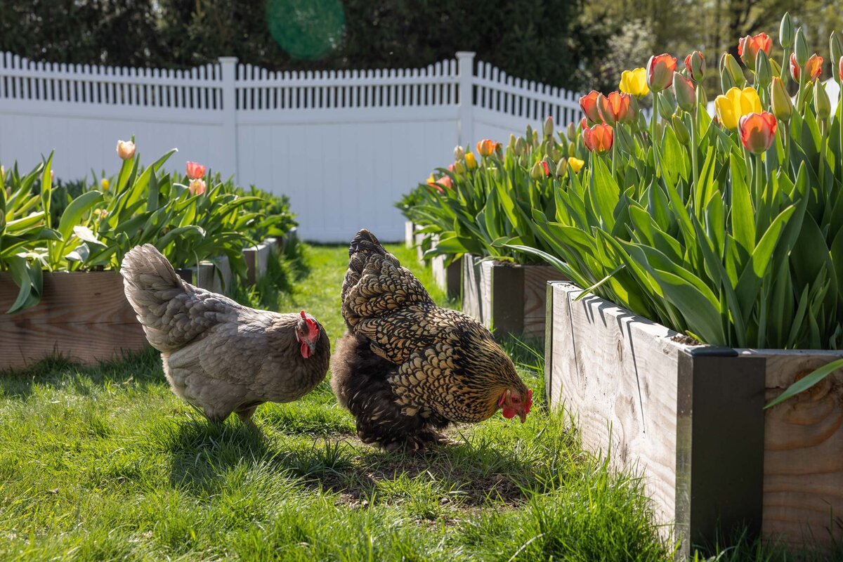 Blooms-Of-Lost-Acres-chickens