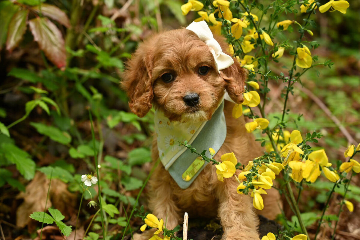 Heavenly Puppies to Love Cavapoo, Cockapoo, and Maltipoo Puppies Photo May 18 2025, 3 56 46 PM261