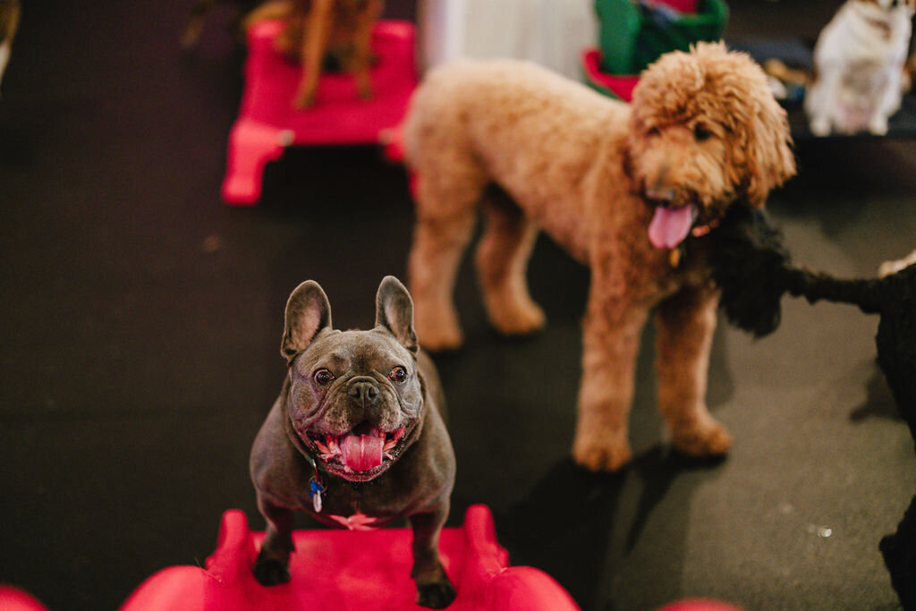 05.14hillfamilypetcare-157