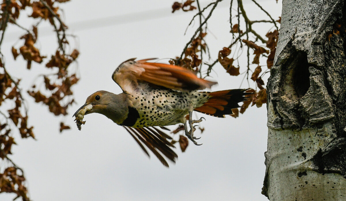 Flicker