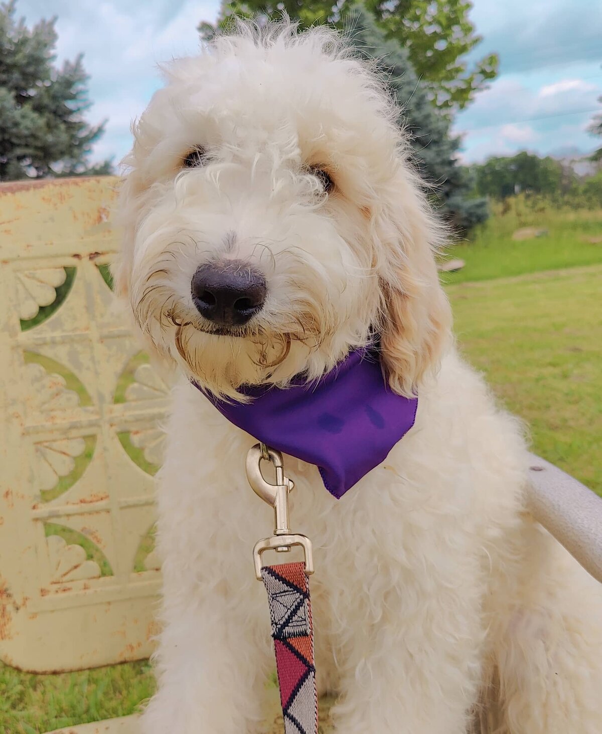 Small Country Mini Doodles Kansas City Cavapoos448477365_988181486276403_3966094299496215327_n