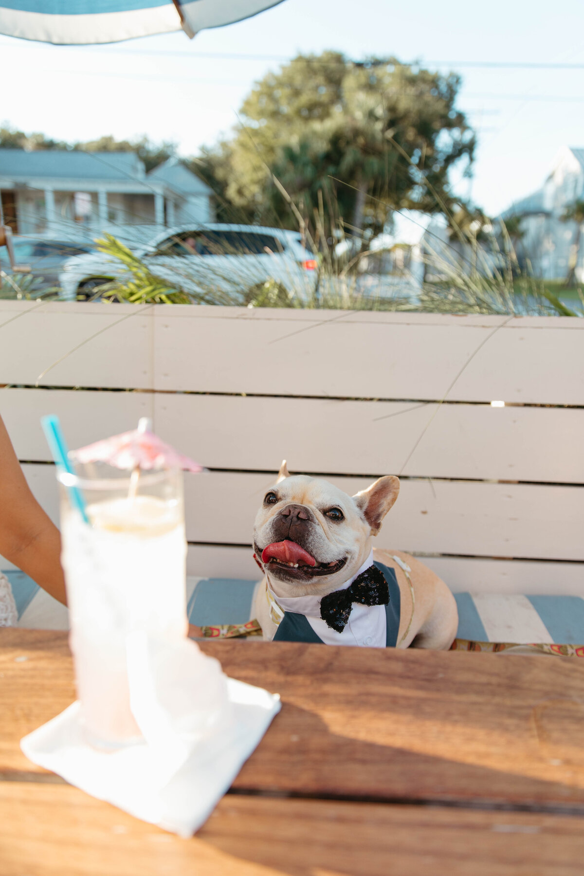 Dog wearing a tux sitting on a bench with a drink in front of him