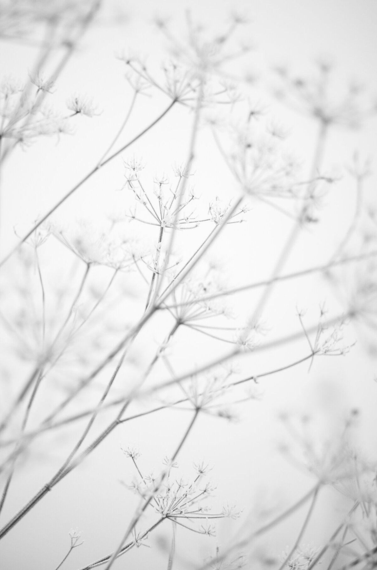 fine_art_photographer _037