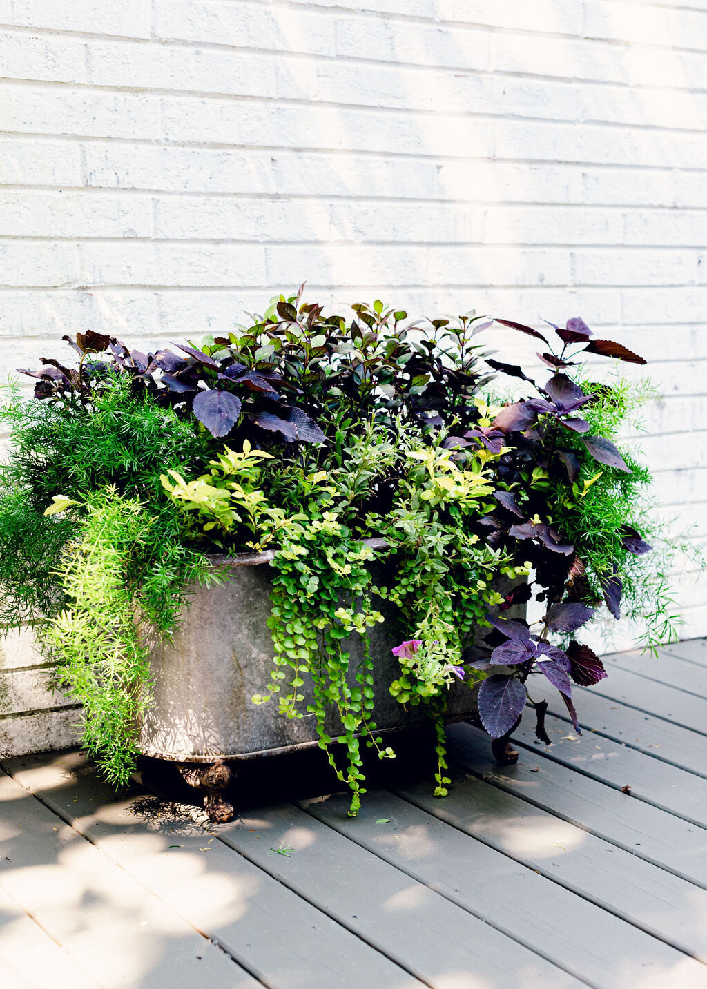 vintage tub container garden with coleus, asparagus fern in Cary NC