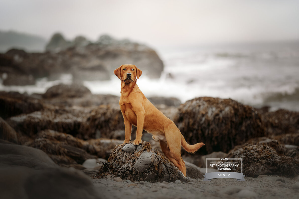 dog on the rocks at portland headlight