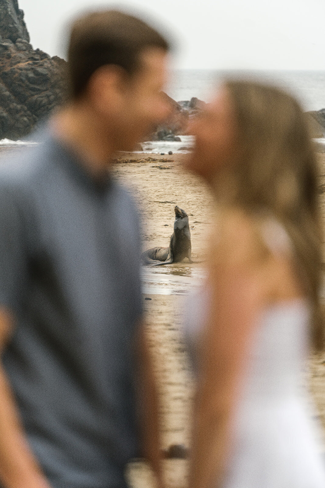 A couple out of focus with a seal in focus behind them at the beach. 