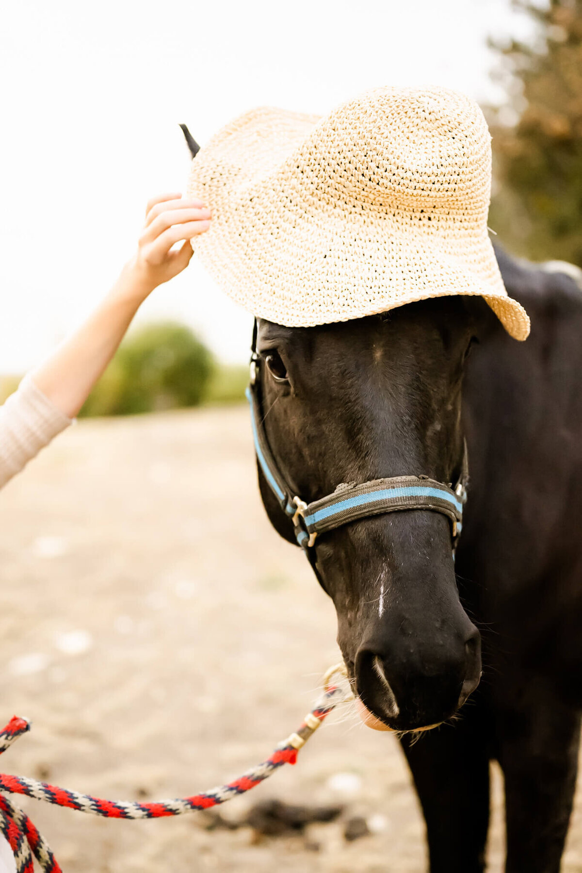 Young girl puts hat on horse during photo session at Sunset Farm in Il.