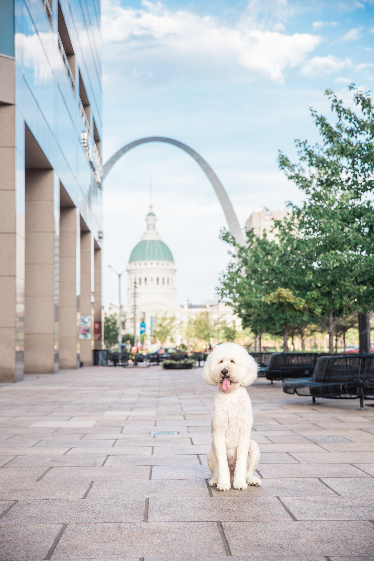St. Louis Dog Photographer