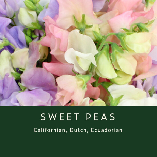 Sweet-Peas