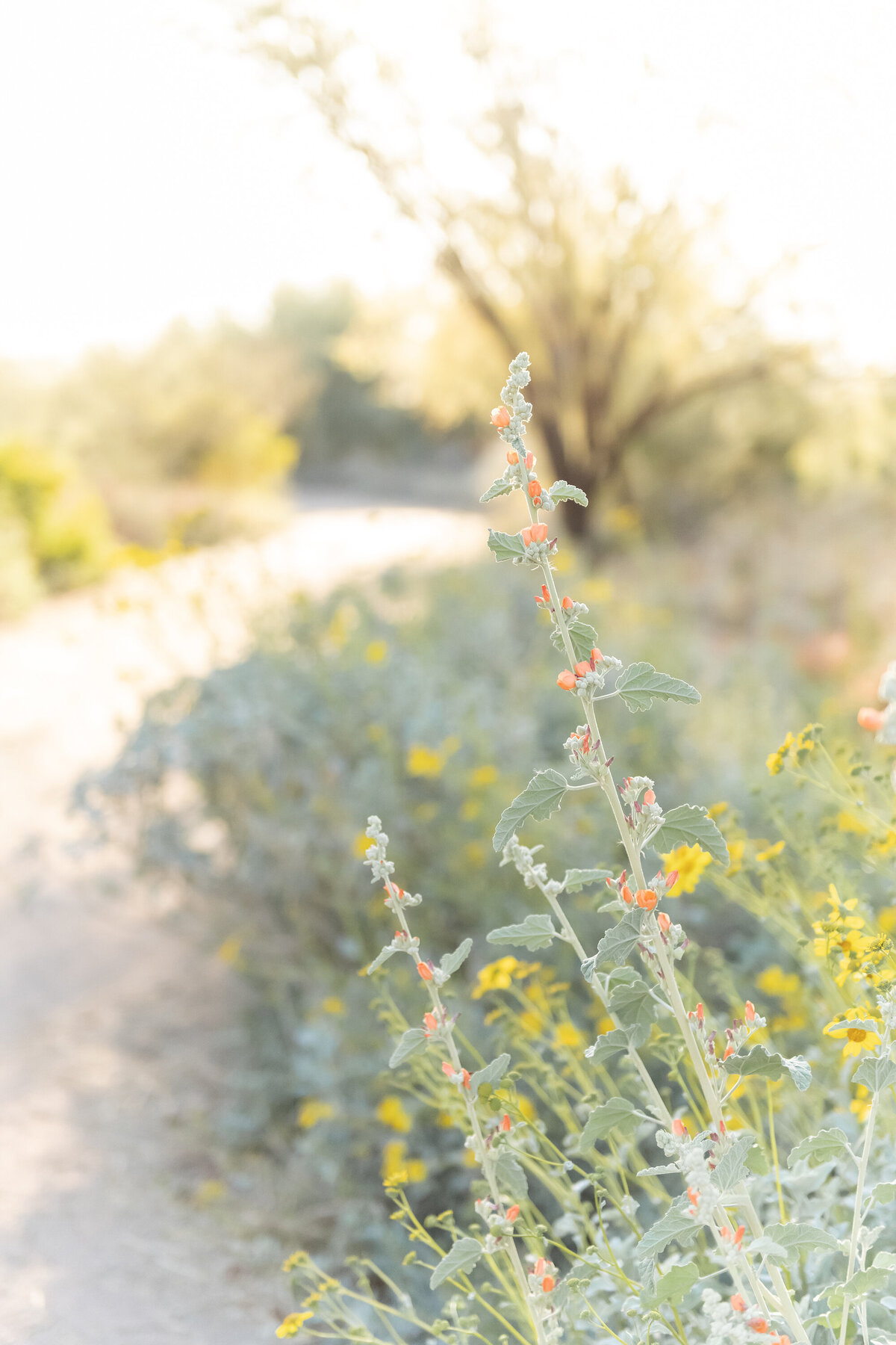 Chandler, AZ Maternity Photographer © Reaj Roberts Photography DSC_8176
