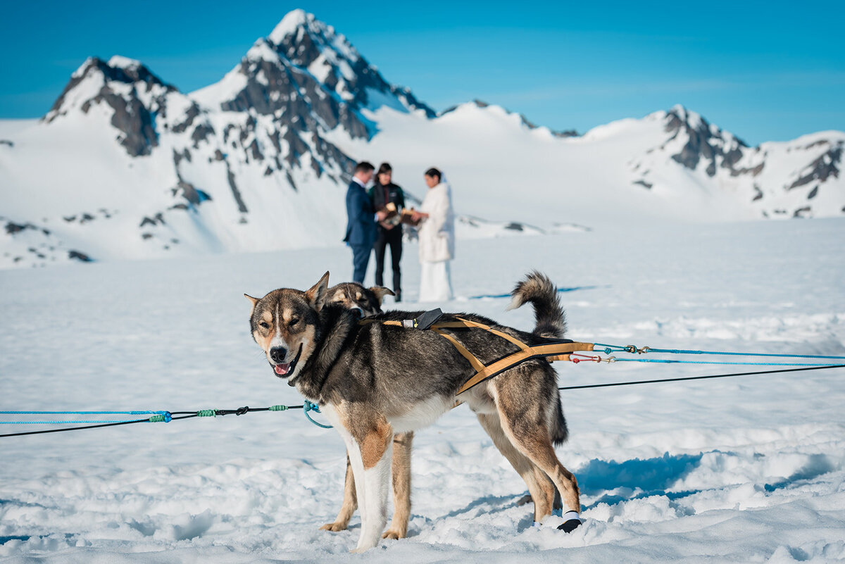 Luxury-Multi-Day-Alaska-Elopement-dogsledding-ceremony-m3