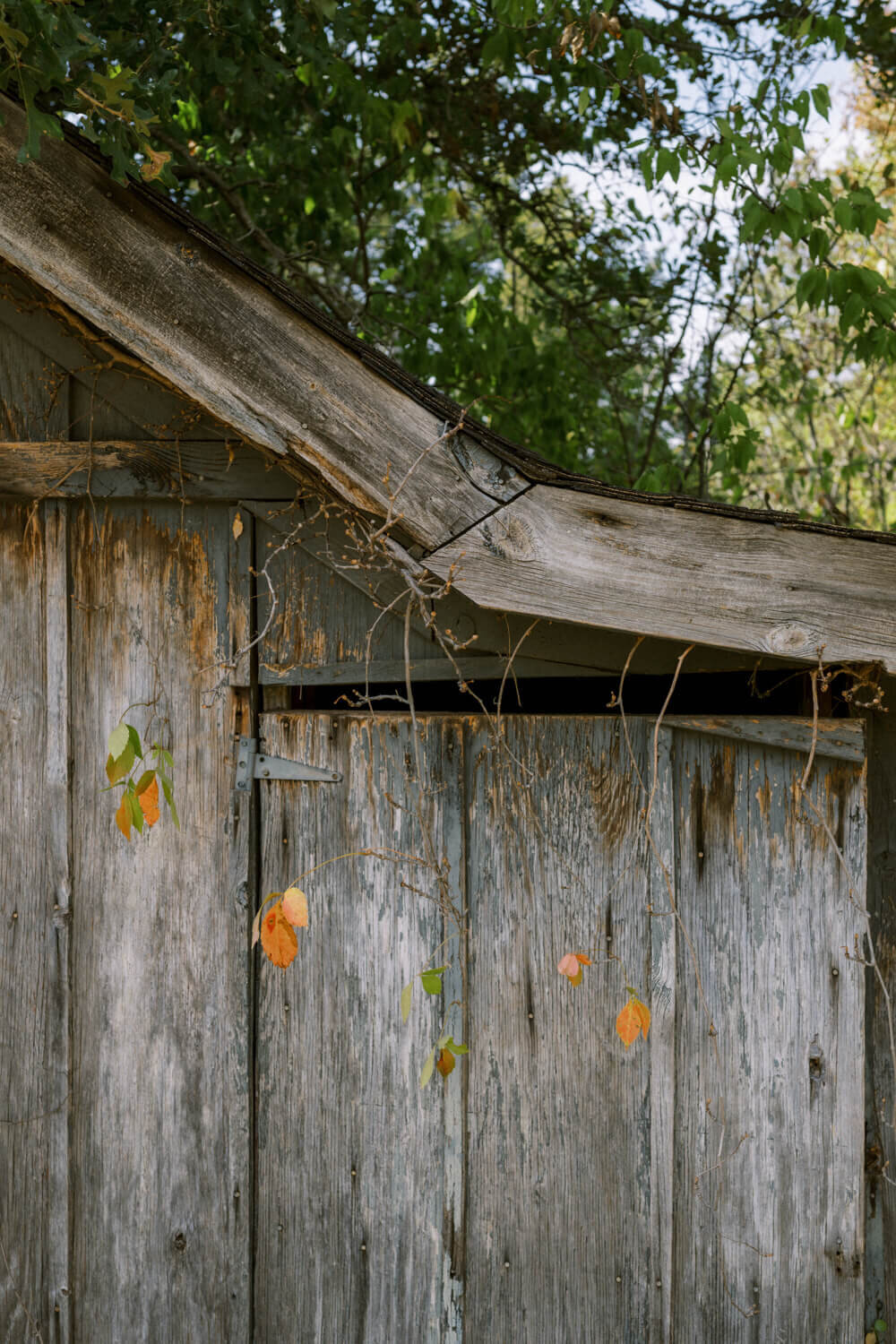 fall-leaves-in-ivy-on-weathered-barn