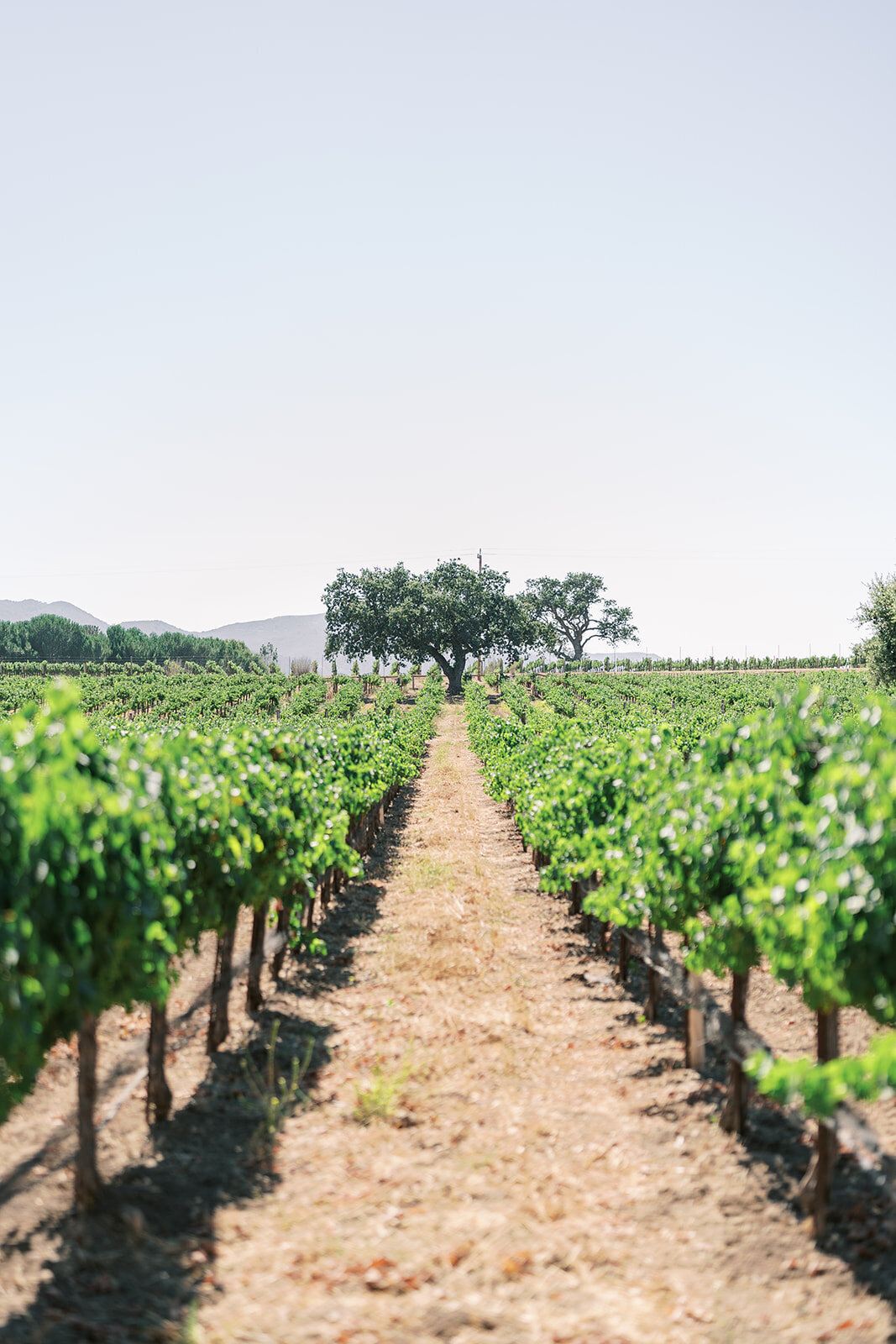 Destination_Wedding_Planner_Sunstone_Villa_wedding_Santa_Ynez_Wedding_0430
