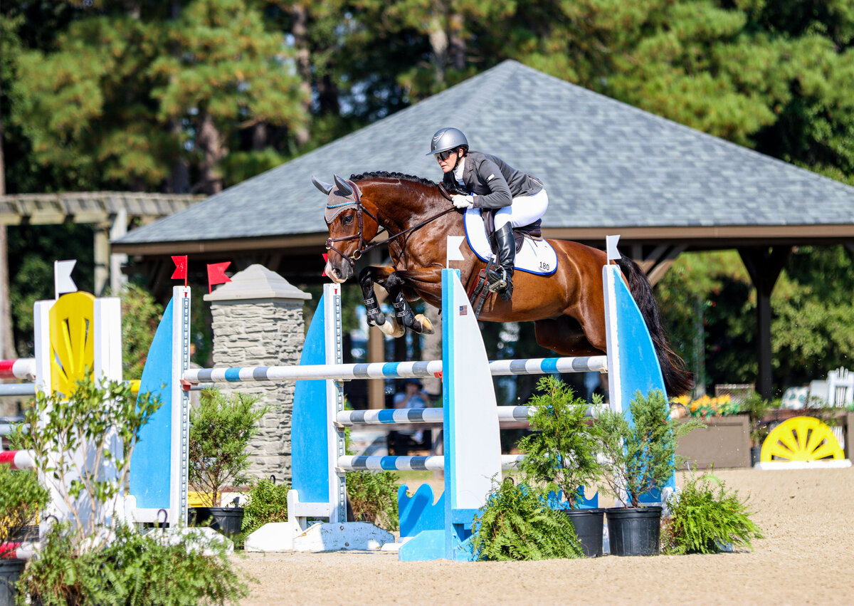 A bay horse jumping a large blue oxer at a horse show at the Carolina Horse Park in Raeford, North Carolina.