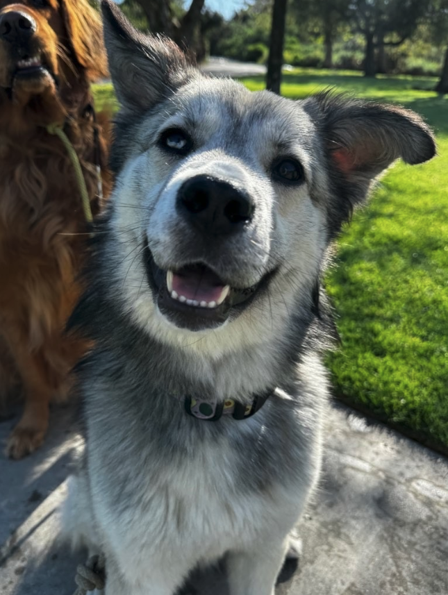 ReviewPupScouts5