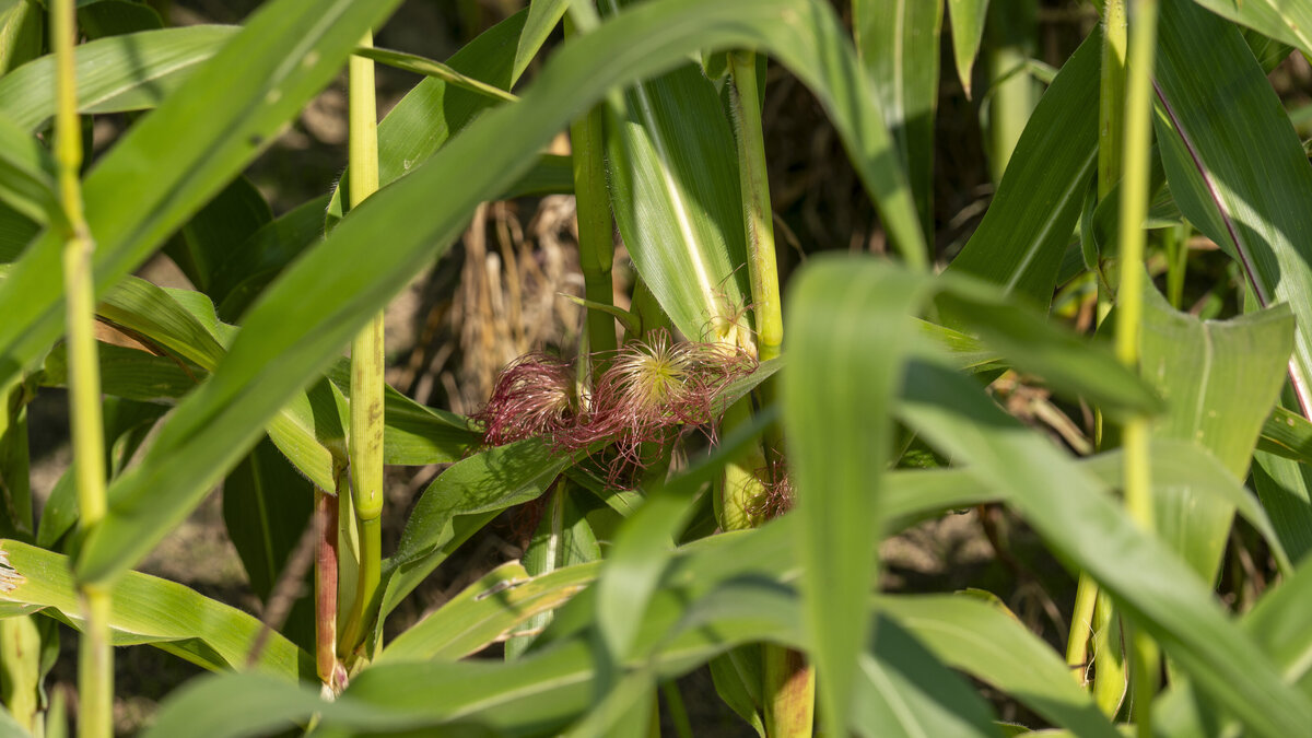 In the corn field with Raven 6 Rising