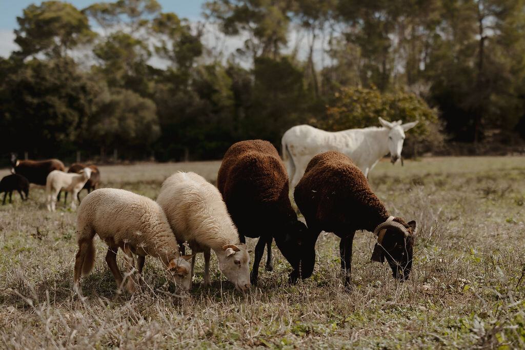 THE AWAKENING ° MIMI FIEDLER  ° FIFTYNINE