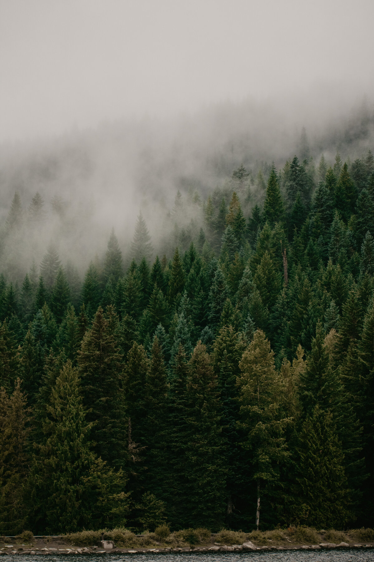 PNW trees with dense fog behind Trillium lake.