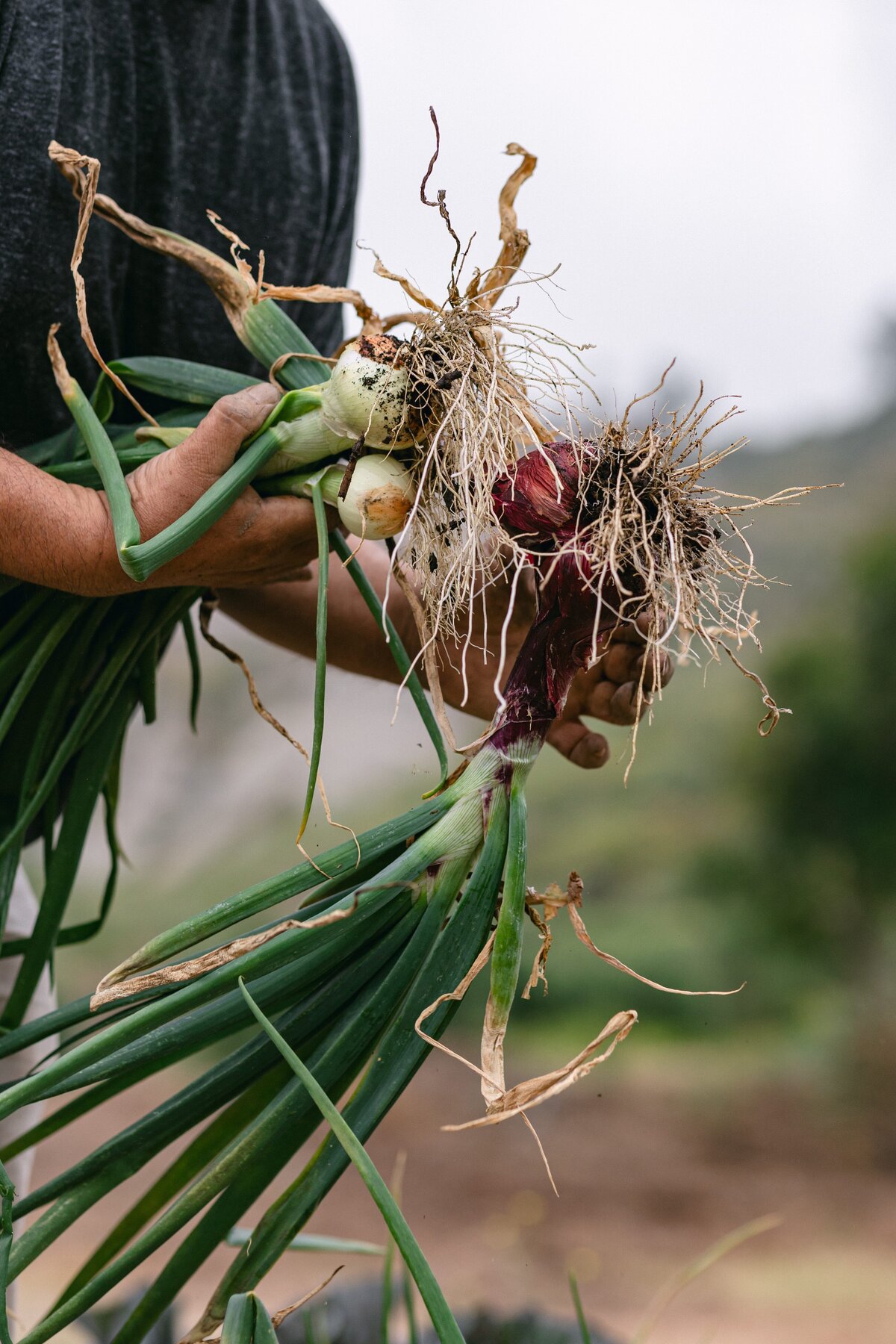 Leap-Lab-Science-Farm-Ventura-California-Santa-Paula-Non-Profit-0018