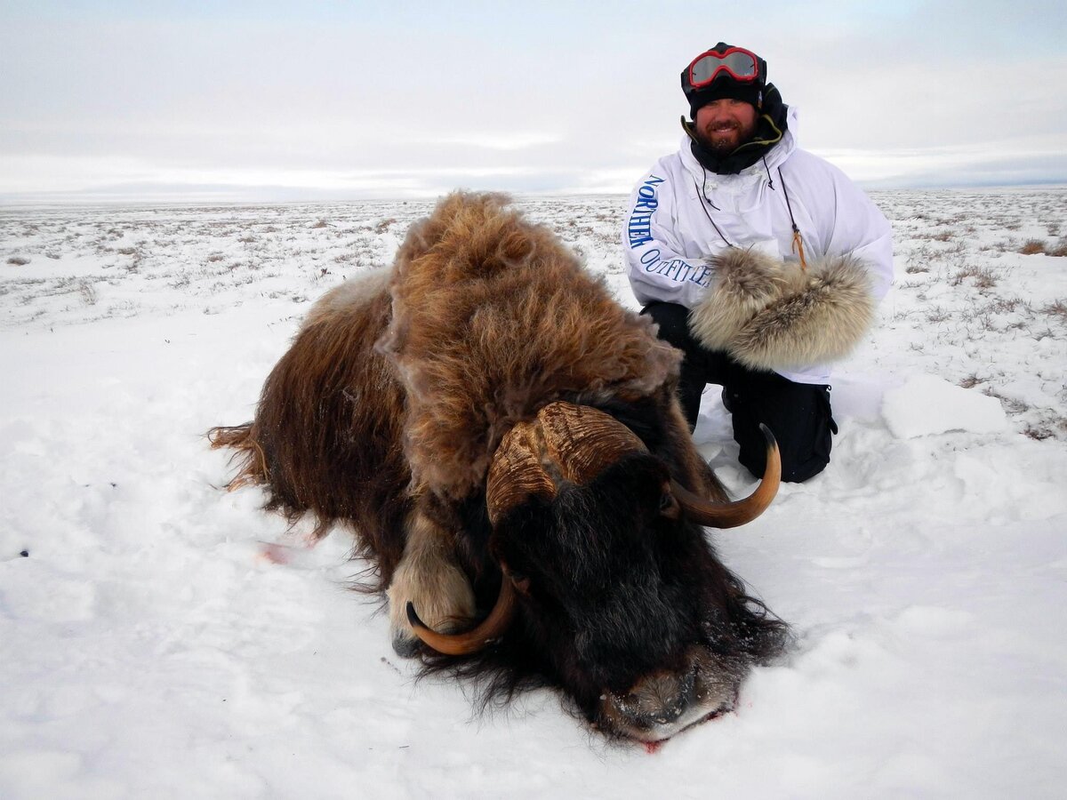 In the Arctic Circle chasing Muskox with Jason Miller and Raven 6 Studios