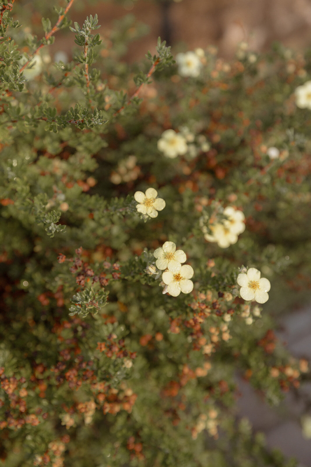 Suzy Anderson Photography_-16