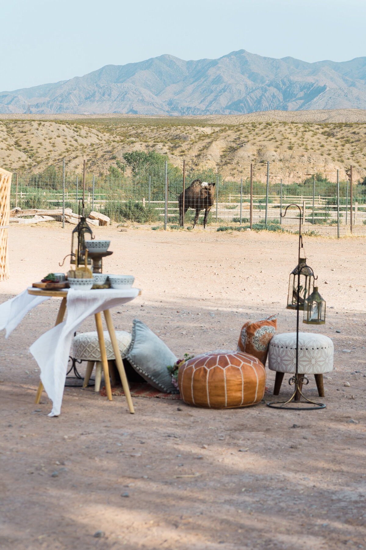 Cactus and Lace Camel Safari Las Vegas Desert Wedding Location3